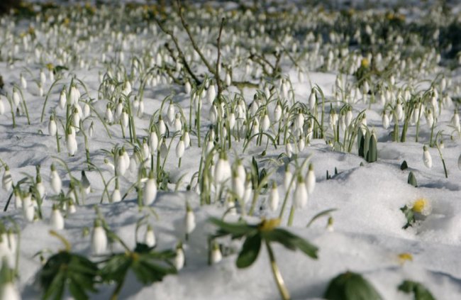 Snowdrops at Ryston Hall