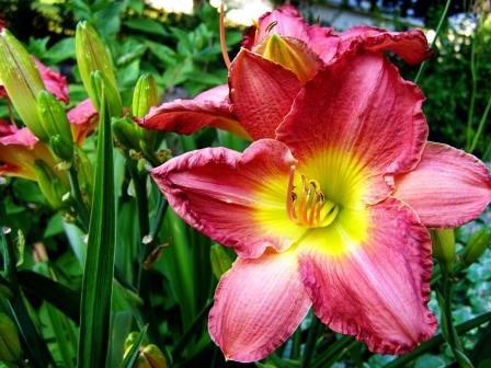 Downham Gardens in Bloom